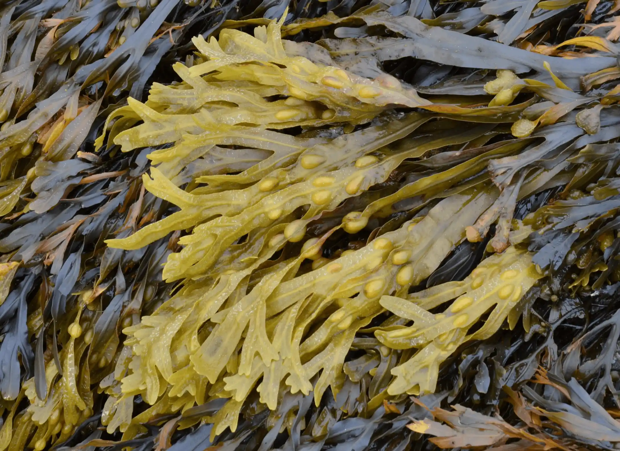 bladderwrack
